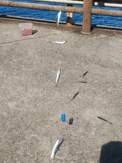 ファミリーサビキ