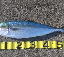 メジロ来ました！