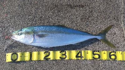 メジロ来ました！