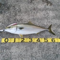 夕マヅメにメジロ