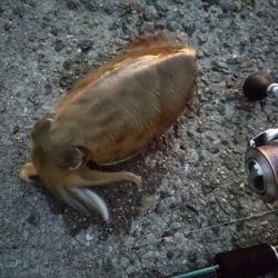 今年は少ないらしい