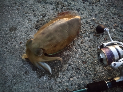 今年は少ないらしい