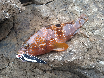 今シーズンラストエギング