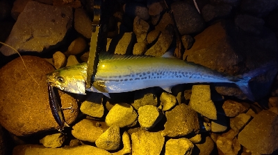 朝マズメのサゴシゲーム