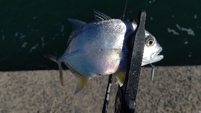 メッキと謎の魚