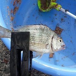 鯛の赤ちゃんらしき魚？