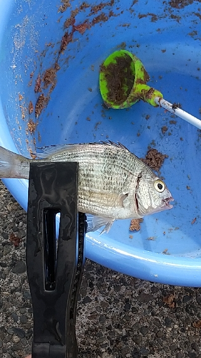 鯛の赤ちゃんらしき魚？