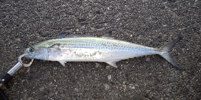 初めてイシガキダイ釣れました。