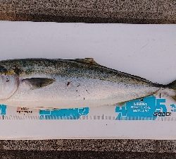 リベンジ達成でメジロ捕獲！