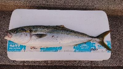 リベンジ達成でメジロ捕獲！