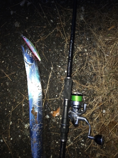 イナダが出ました