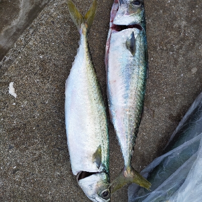 大サバ、メジロ