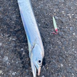 久しぶりの太刀魚