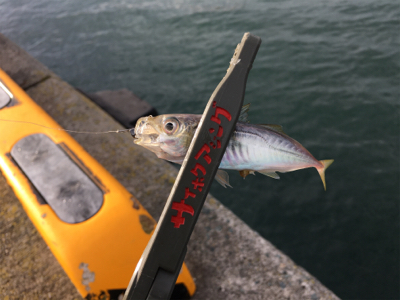 秋アジング開幕