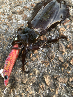 しまなみエギングまだ小さい