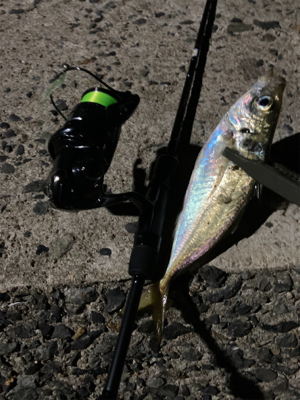 真夜中のアジング