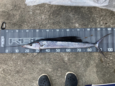 バショウカジキ