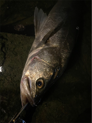 ウェーディングシーバス