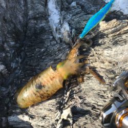 エギング&サーべリング