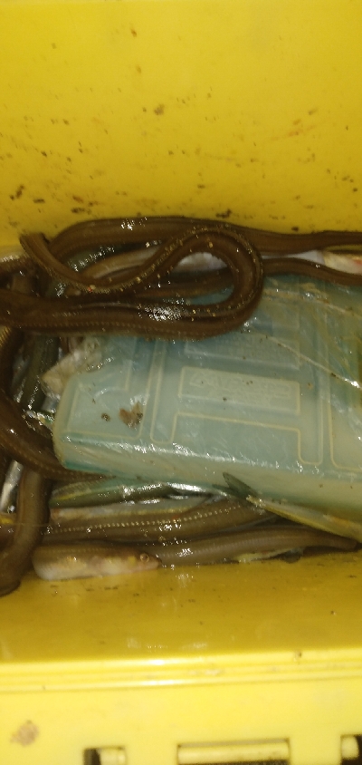 サビキ&ぶっこみ