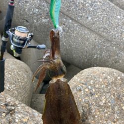 エギのローテは大事(^｡^)