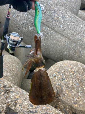 エギのローテは大事(^｡^)