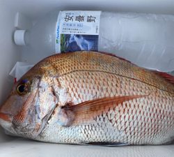 明石でタイラバ