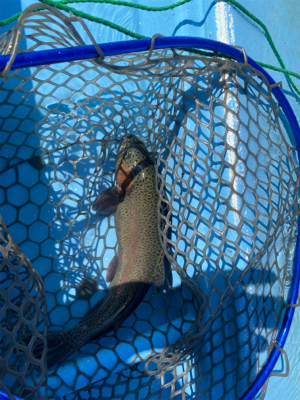 プールフィシング