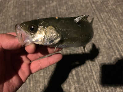 デカアジングとチーバス