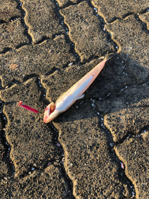 またまたサゴシ