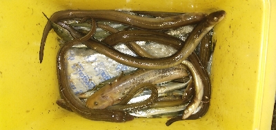 サビキとアナゴ