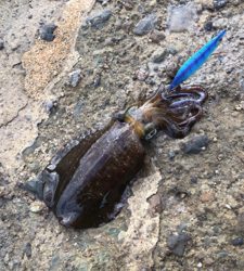 アオリイカサイズ上がってます！