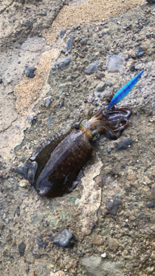 アオリイカサイズ上がってます！