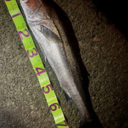 今年初ランカーサイズ！