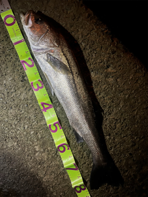 今年初ランカーサイズ！