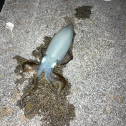 まだまだ新子サイズ