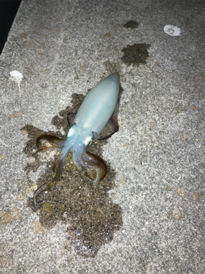 まだまだ新子サイズ