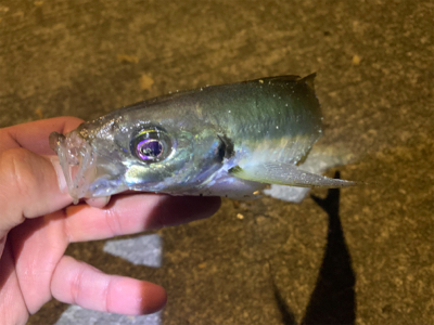 でかアジングとおまけのライト太刀魚
