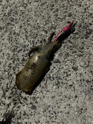 まぁまぁなサイズ２杯