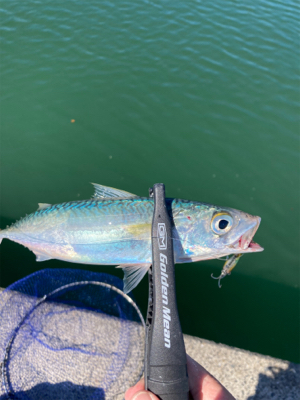 エギングの練習