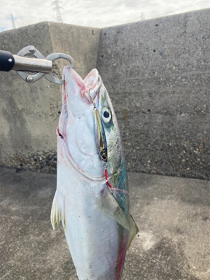 今年、初のメジロ？ハマチ…