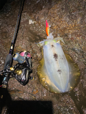 一年ぶりのエギング