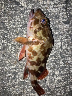 今年はアジいない？