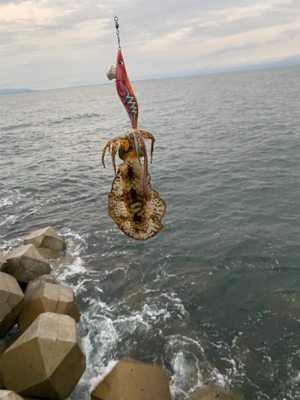 朝マズメエギング