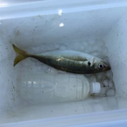 ショアジギング