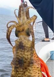 初ティップランと初魚種