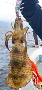 初ティップランと初魚種