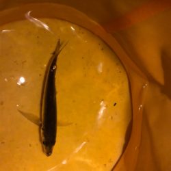 ボウズは逃れたが…