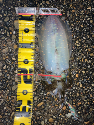 アオリイカ　サイズが上がってきてます＼(^o^)／