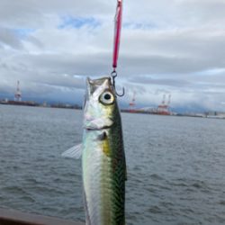 未だ青物上向かず。鯖3匹。。。